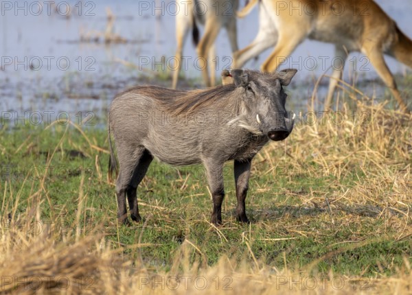 Common Warthog (Phacochoerus africanus), Moremi Game Reserve, Botswana
