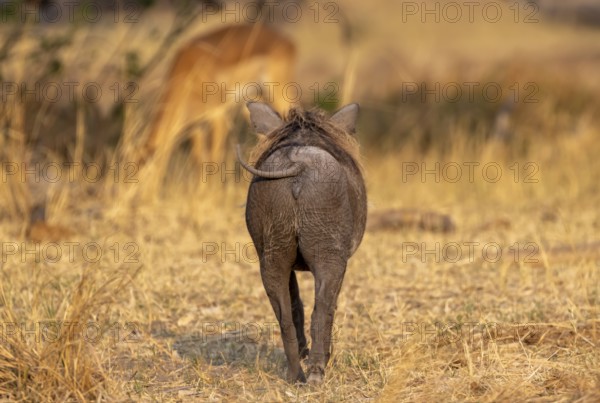 Common Warthog (Phacochoerus africanus), rear view, Moremi Game Reserve, Botswana