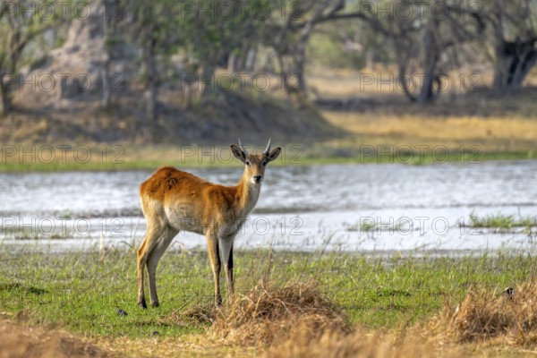 Letschwe or litchi bog antelope (Kobus leche), juvenile male, on the river, Okavango Delta, Moremi Game Reserve, Botswana