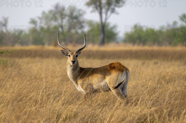 Letschwe or litchi bog antelope (Kobus leche), adult male, in tall dry grass, Okavango Delta, Moremi Game Reserve, Botswana