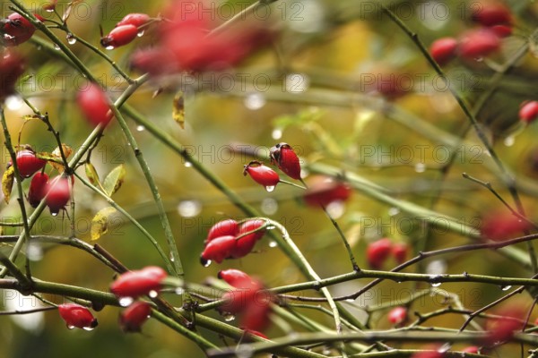 Rose hips with raindrops, autumn, Germany