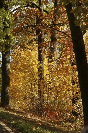 Car Road in autumn, autumn leaves, Germany