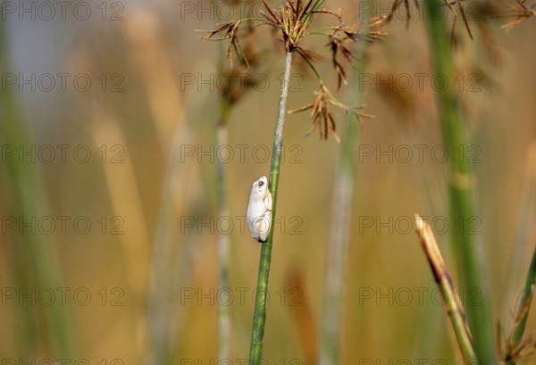 Marbled Reed Frog (Hyperolius marmoratus), white frog sitting on a papyrus, Xakanaxa Lagoon, Okavango Delta, Moremi Game Reserve, Botswana