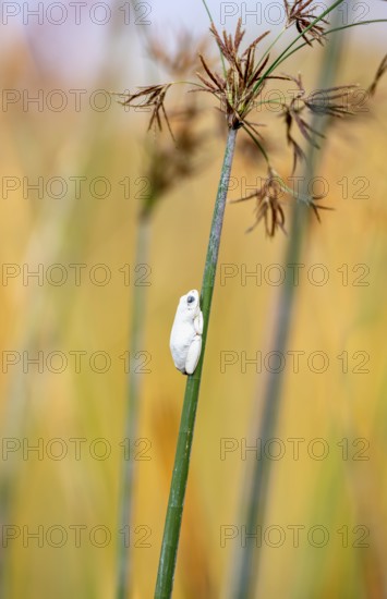 Marbled Reed Frog (Hyperolius marmoratus), white frog sitting on a papyrus, Xakanaxa Lagoon, Okavango Delta, Moremi Game Reserve, Botswana