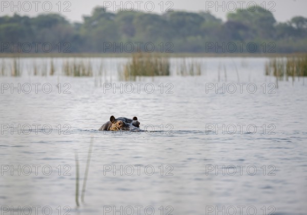 Hippopotamus (Hippopatamus amphibius) in the river, Thamalakane River, Okavango Delta, Botswana
