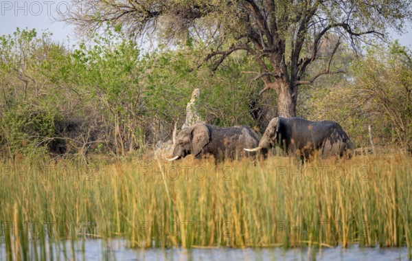 African elephant (Loxodonta africana), elephants on the riverbank between river grass, Thamalakane River, Okavango Delta, Botswana