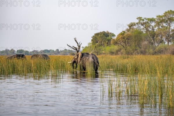 African elephant (Loxodonta africana), elephant in the river between river grass, Thamalakane River, Okavango Delta, Botswana