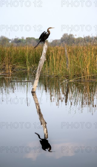 African Darter (Anhinga rufa) sitting on a dead tree in the river, with reflection, Thamalakane River, Okavango Delta, Botswana