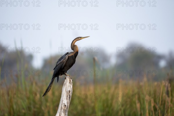 African Darter (Anhinga rufa) sitting on a dead tree, Thamalakane River, Okavango Delta, Botswana