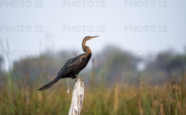 African Darter (Anhinga rufa) defecating, crapping, sitting on a dead tree, Thamalakane River, Okavango Delta, Botswana