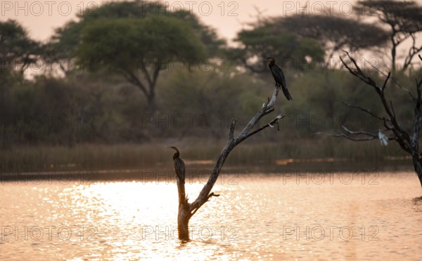 African Darter (Anhinga rufa), two birds sitting on a dead tree in the river, Thamalakane River, at sunset, Okavango Delta, Botswana
