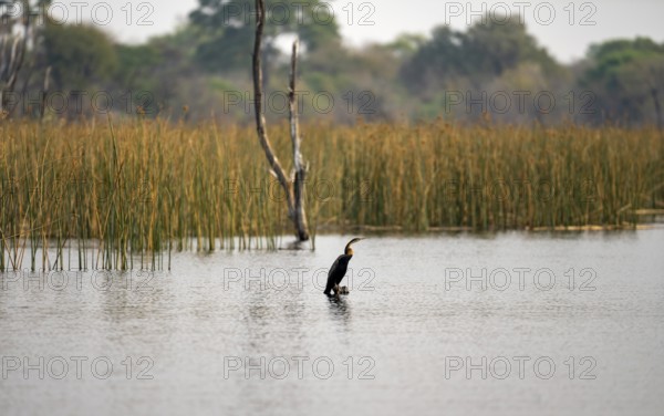 African Darter (Anhinga rufa), bird sitting on a dead tree in the river, Thamalakane River, Okavango Delta, Botswana