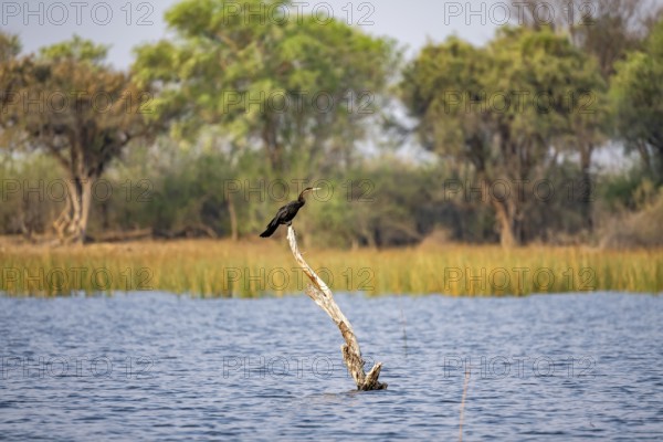 African Darter (Anhinga rufa) sitting on a dead tree in the river, Thamalakane River, Okavango Delta, Botswana