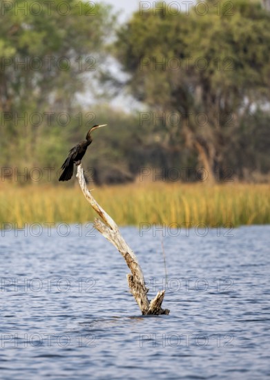 African Darter (Anhinga rufa), bird sitting on a dead tree in the river, Thamalakane River, Okavango Delta, Botswana