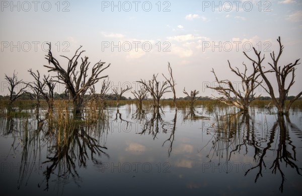 Dead trees are reflected in the river, Thamalakane River, Okavango Delta, Botswana