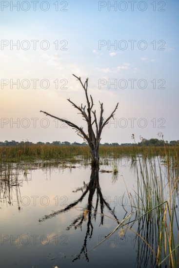 Dead tree reflected in the river, Thamalakane River, Okavango Delta, Botswana