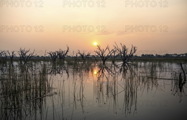 Dead trees are reflected in the river at sunset, Thamalakane River, Okavango Delta, Botswana