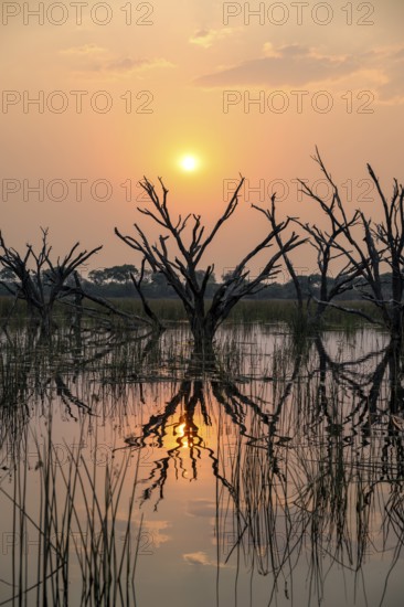Dead trees are reflected in the river at sunset, Thamalakane River, Okavango Delta, Botswana