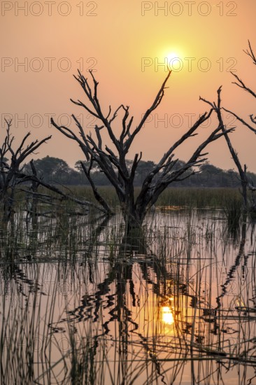 Sunset over the river, river grass and papyrus, dead tree reflected, Thamalakane River, Okavango Delta, Botswana