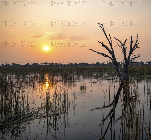 Sunset over the river, river grass and papyrus, dead tree reflected, Thamalakane River, Okavango Delta, Botswana