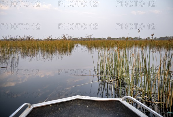 Boating on river between river grass and papyrus, Thamalakane River, Okavango Delta, Botswana