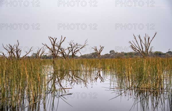 River with river grass and papyrus, dead trees in the river, Thamalakane River, Okavango Delta, Botswana