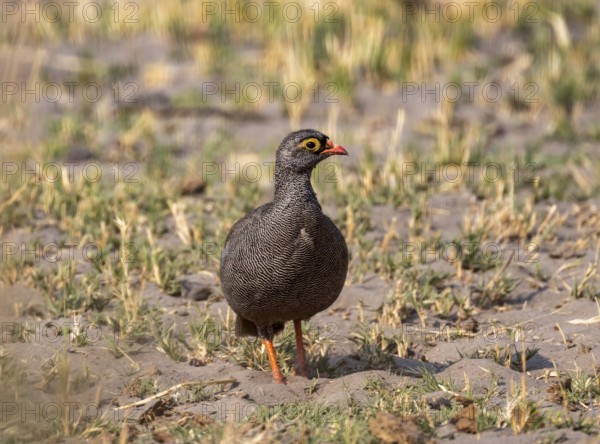 Red-billed spurfowl (Pternistis adspersus), Moremi Game Reserve, Botswana