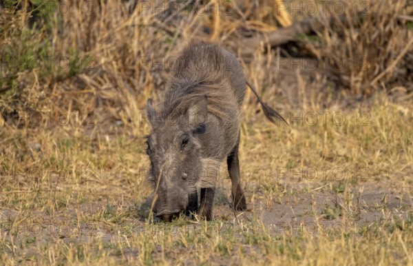 Common warthog (Phacochoerus africanus) foraging, Moremi Game Reserve, Botswana
