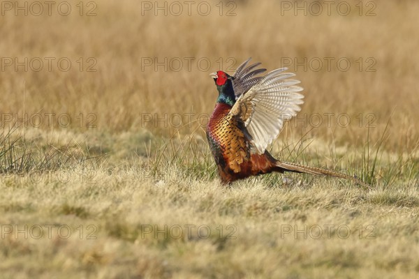 Pheasant, hunting pheasant (Phasianus colchicus), adult male bird courting in a meadow, area demarcation, wildlife, lembruch, ox moor, Dümmer nature park Park, Lower Saxony, Germany