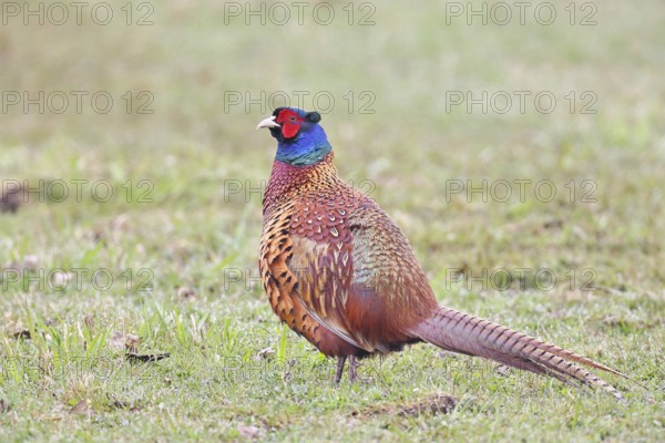 Pheasant, hunting pheasant (Phasianus colchicus), adult male bird in a meadow, wildlife, lembruch, ox moor, Dümmer nature park Park, Lower Saxony, Germany