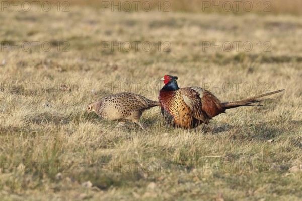 Pheasant, hunting pheasant (Phasianus colchicus), adult male bird with hen in a meadow, wildlife, lembruch, ox moor, Dümmer nature park Park, Lower Saxony, Germany