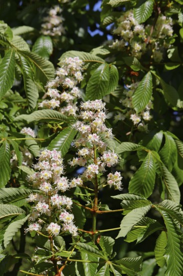 Horse chestnuts (Aesculus hippocastanum), flower, inflorescence on a tree, Wilnsdorf, North Rhine-Westphalia, Germany