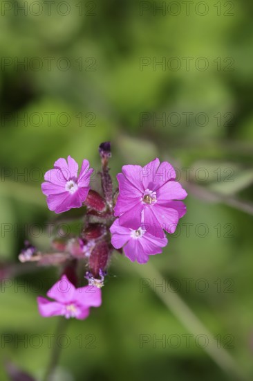 Red carnation (Silene dioica), close-up of a flower in a meadow, Wilnsdorf, North Rhine-Westphalia, Germany
