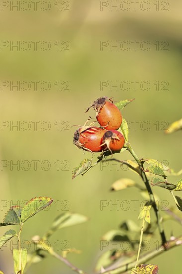 Ripe rose hip fruit of the dog rose (Rosa canina) on a branch, close-up, Wilnsdorf, North Rhine-Westphalia, Germany
