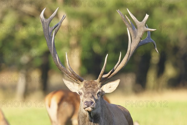 Red deer (Cervus elaphus), capital deer in a forest clearing, animal portrait, looking at the camera, wildlife, Sauerland, North Rhine-Westphalia, Germany