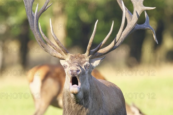 Red deer (Cervus elaphus) during rutting season, capital deer roaring in a forest clearing, animal portrait, wildlife, autumn, Sauerland, North Rhine-Westphalia, Germany