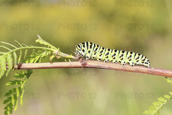Swallowtail caterpillar (Papilio machaon), caterpillar sitting on wild carrot (Daucus carota), Trupbacher Heide nature reserve with heaths and lean grasslands, former military training ground, Siegerland, North Rhine-Westphalia, Germany