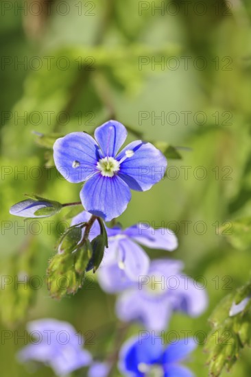 Gamander Speedwell (Veronica chamaedrys), loyal to men, blossoms in a deciduous forest, blue blossom, spring, Wilnsdorf, North Rhine-Westphalia, Germany