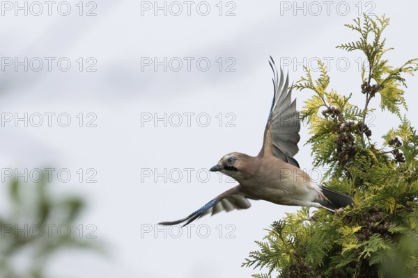 A jay (Garrulus glandarius) with spread wings flies off the branch of a yew tree (Taxus baccata) in front of a clear sky, Hesse, Germany