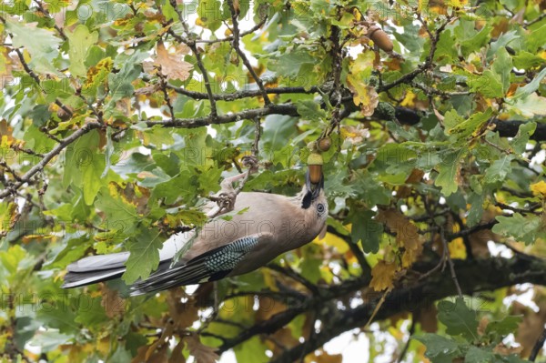 A jay (Garrulus glandarius) collects acorns in an oak tree (Quercus), Hesse, Germany