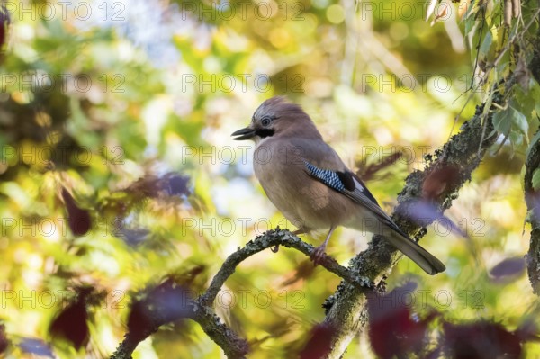 Eurasian Jay (Garrulus glandarius) on lichen-covered branch in warm autumn colors, Hesse, Germany