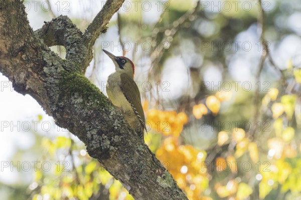 Green woodpecker (Picus viridis) on mossy trunk, autumnal bokeh, Hesse, Germany
