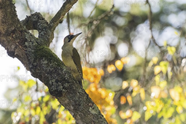 A green woodpecker (Picus viridis) on a mossy trunk in filtered autumn light, autumnal bokeh, Hesse, Germany