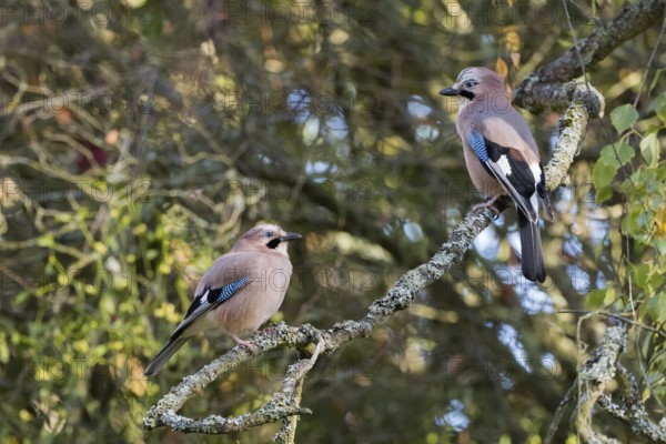 Two jays (Garrulus glandarius) sit on a lichen-covered branch and look at each other in a quiet forest, Hesse, Germany