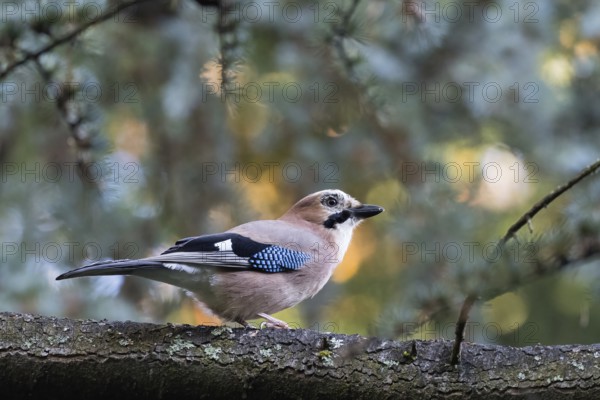A jay (Garrulus glandarius) rests on a branch in front of cool coniferous forest bokeh, Hesse, Germany
