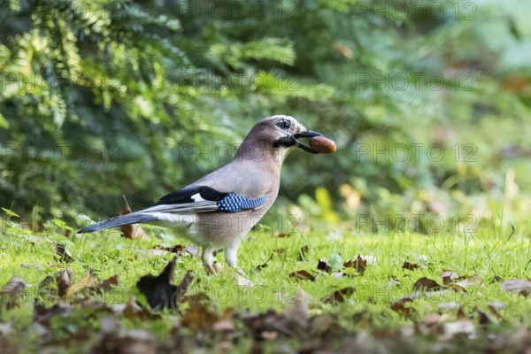 Eurasian Jay (Garrulus glandarius) with acorn walks through autumn grass in front of gentle bokeh, Hesse, Germany
