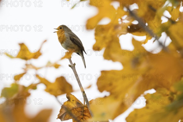 A robin (Erithacus rubecula) sings on a branch between glowing autumn leaves in warm light, Hesse, Germany