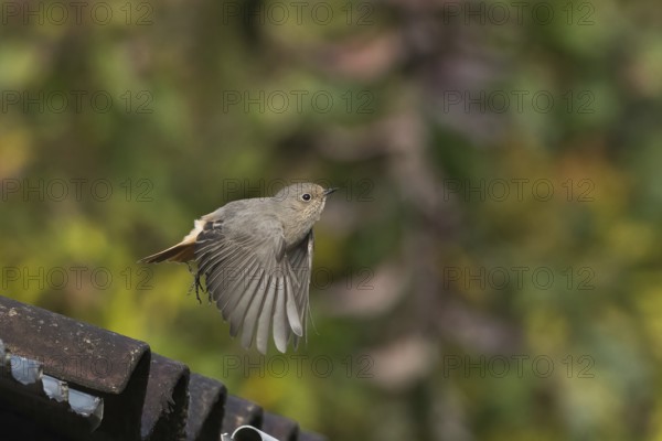 A house redtail (Phoenicurus ochruros) flies over a roof near the roof tiles in front of green bokeh, alive and light, Hesse, Germany