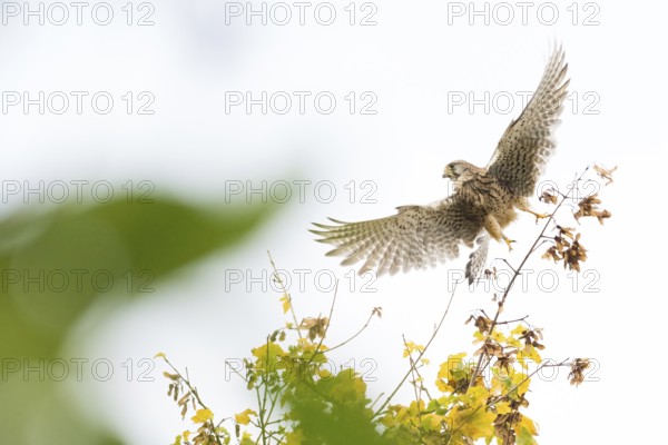 A Common Kestrel (Falco tinnunculus) flies over autumn trees in bright skies, Hesse, Germany