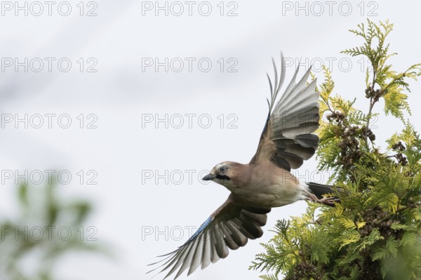 A jay (Garrulus glandarius) flies off the branch of a yew (Taxus baccata), its wings wide open against a clear sky, Hesse, Germany